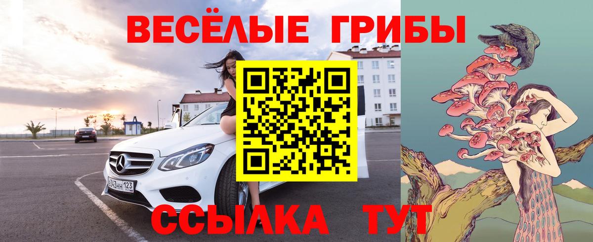 Галлюциногенные грибы Psilocybe  Дербент 